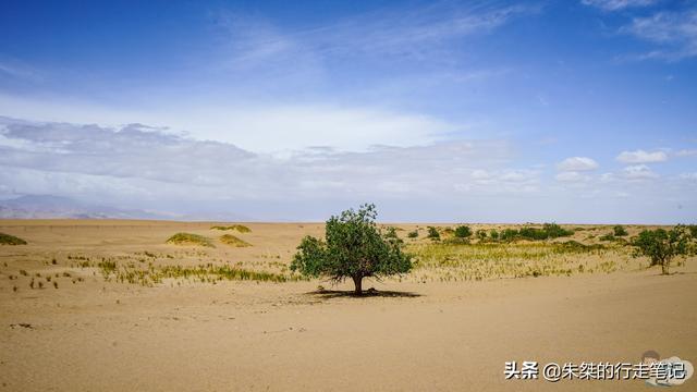 世界上海拔最高的胡杨林，四季风姿各异，就在我国的“江河源头”