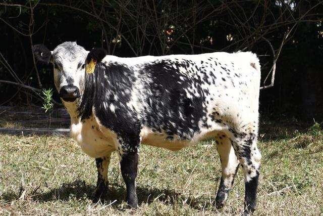 一种英国杂交牛，身上有斑点，强壮好养肉质好，比安格斯牛更好
