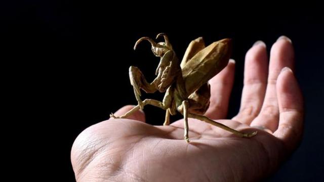 秦坤：一只纸螳螂卖到21万，将折纸“变”成支票，让媒体争相采访