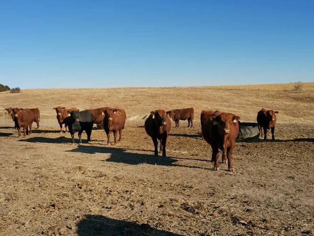 美国肉牛产业考察报告系列之以安格斯为代表的种牛选育与营销过程