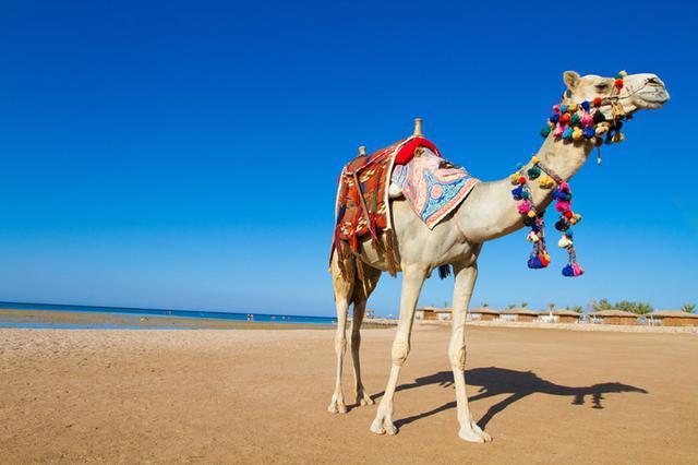 《沙漠骆驼》被证实抄袭，展展与罗罗被解约
