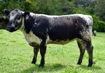 进口纯种黑安格斯牛 一种英国杂交牛 身上有斑点